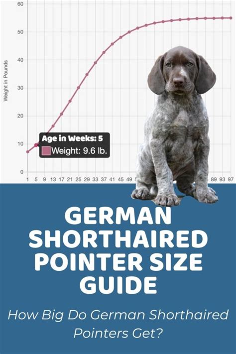 gsp puppy feeding chart|German Shorthaired Pointer Food Calculator, Feeding Guide,。